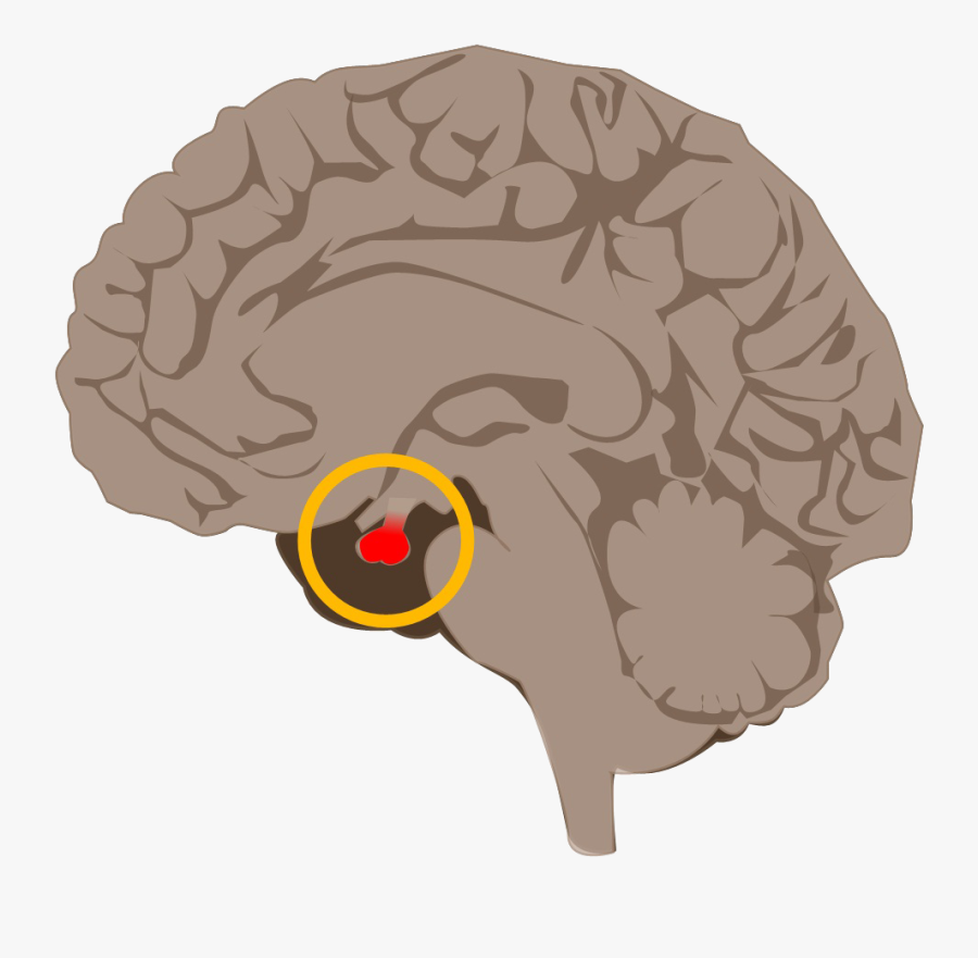 Illustration, Transparent Clipart