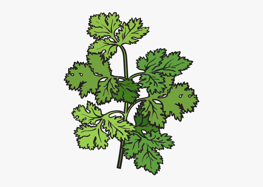 Cilantro - Coriander Herb, Transparent Clipart