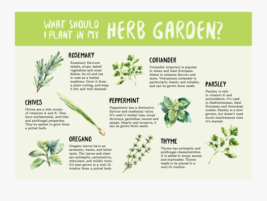 Peppermint Drawing Oregano - Seeds That Don T Need Sunlight, Transparent Clipart