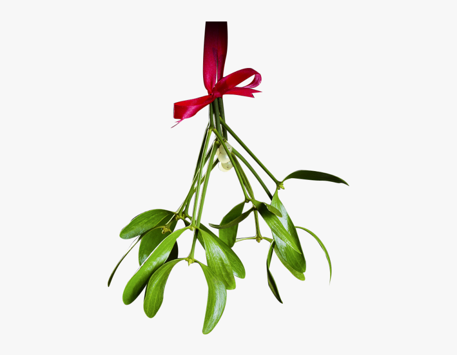 Christmas Mistletoe Png Transparent - Christmas Mistletoe Png Transparent Mistletoe Clipart, Transparent Clipart