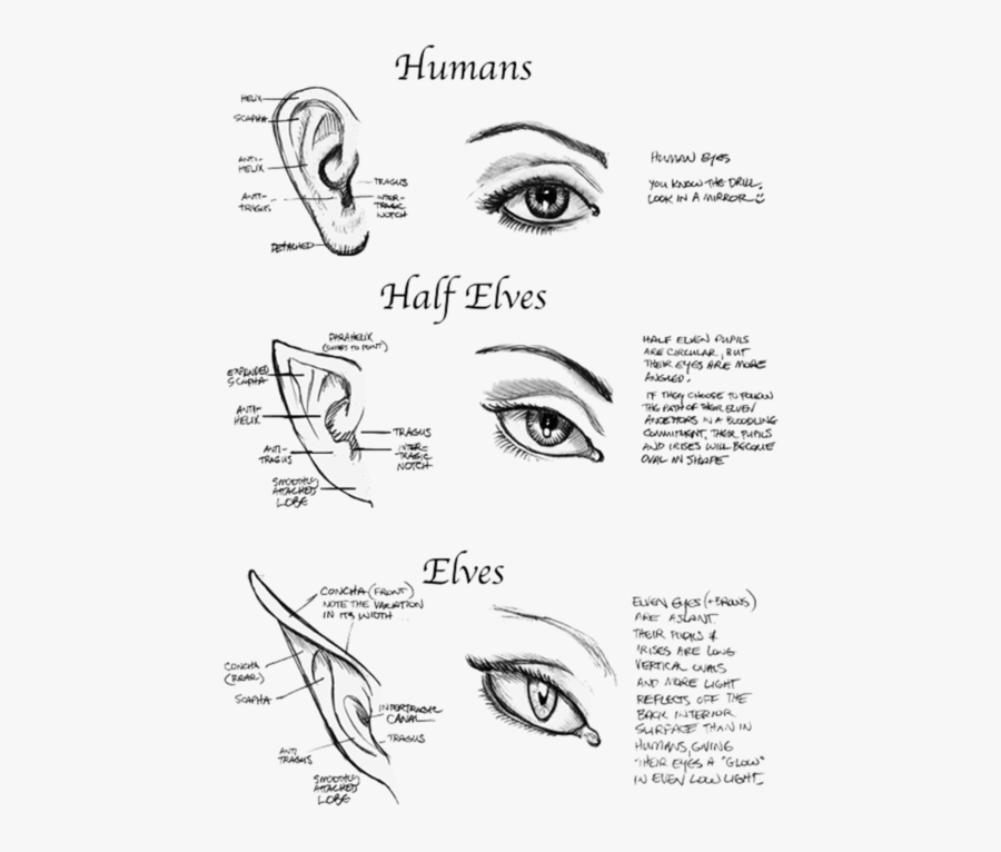 Half Elf Ears, Transparent Clipart
