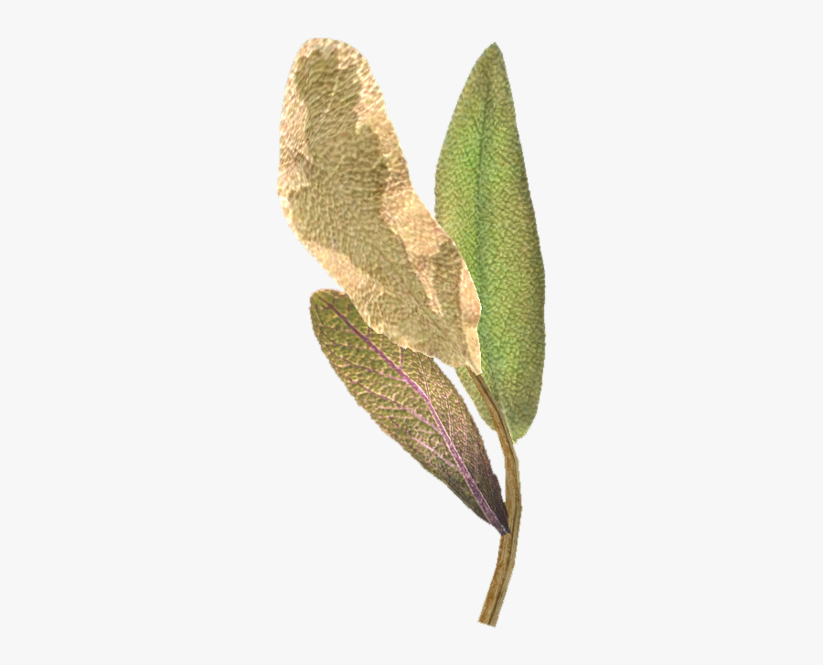 Elf Ears Png - Elven Plants, Transparent Clipart