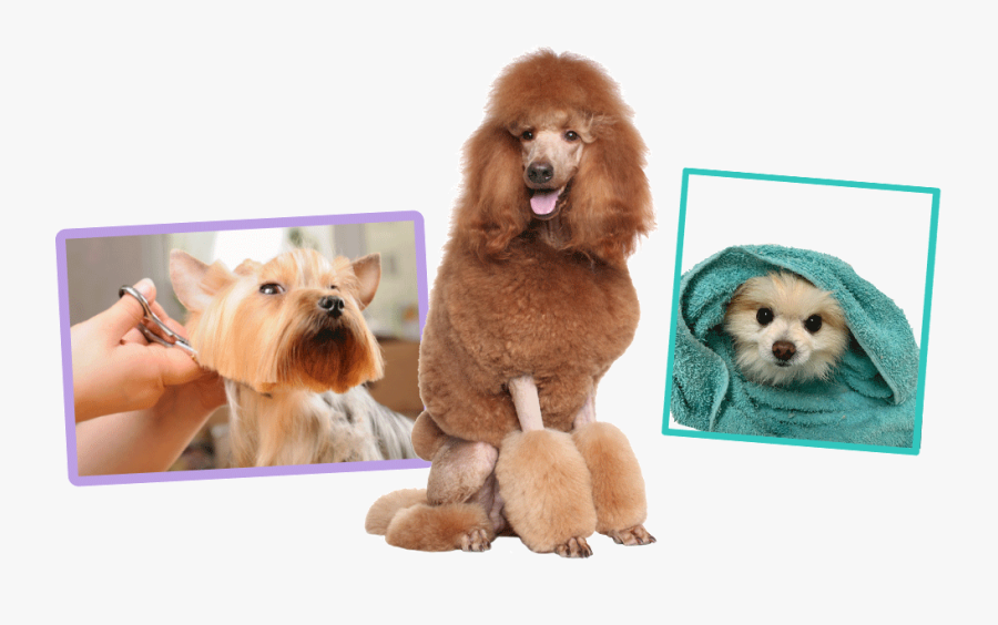 Transparent Dog Bath Png - Dog, Transparent Clipart