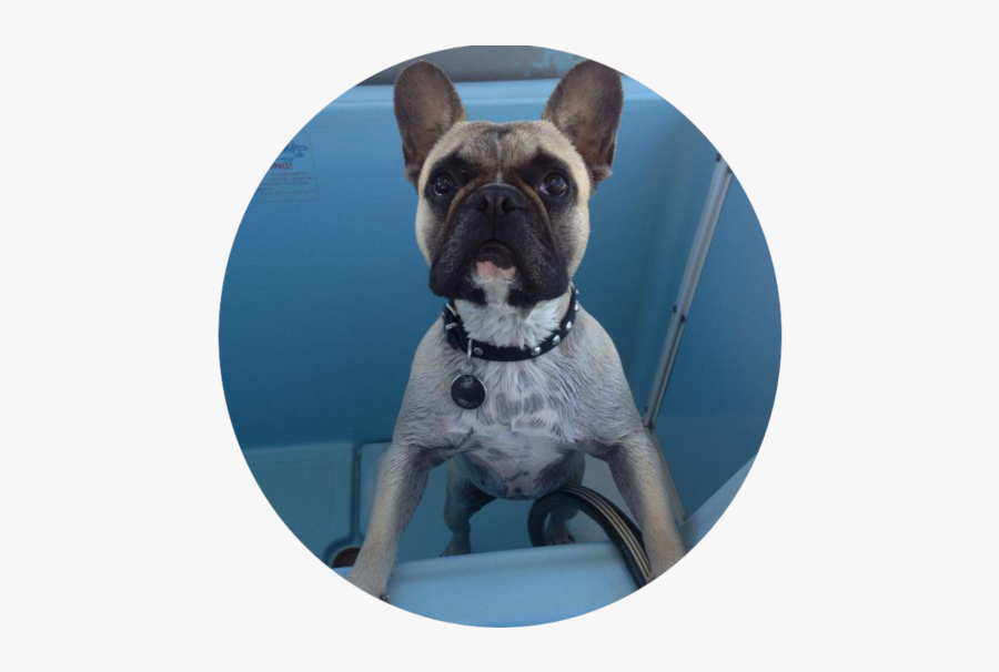 Dog Wash - French Bulldog, Transparent Clipart