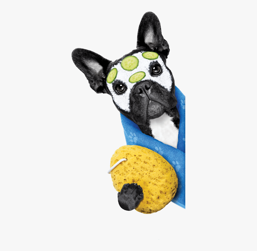 Dog At The Spa At Pets Plus Parrish - Spa Menu For Pet, Transparent Clipart