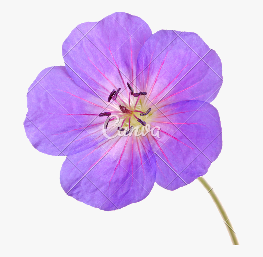 Clip Art Of A Geranium Cultivar - Geranium Single, Transparent Clipart