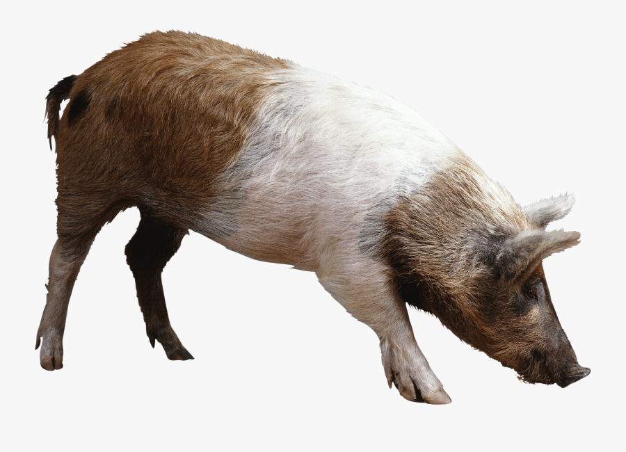 Black Pig Png, Transparent Clipart