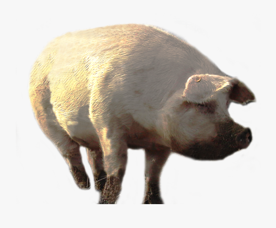 Big Pig Png, Transparent Clipart