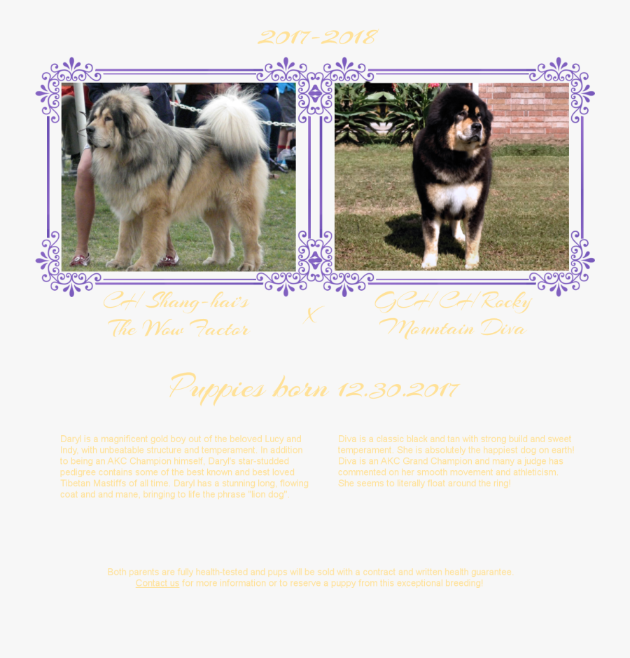 If You Are Interested In A Noble Legacy Tibetan Mastiff - イラスト, Transparent Clipart