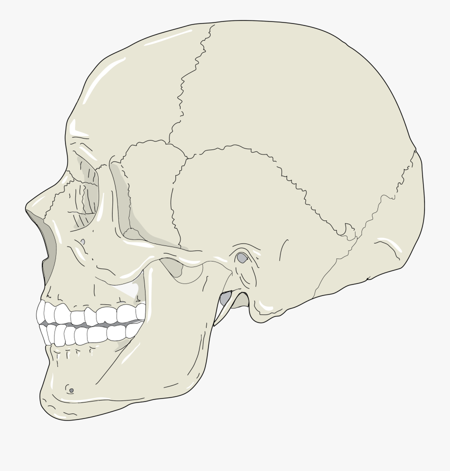 Anatomical Head Cliparts - Skull Profile View, Transparent Clipart