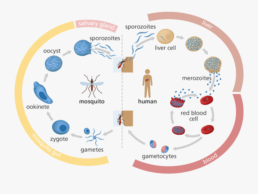 Vector Parasite Human Head - Malaria Life Cycle Schematic, Transparent Clipart