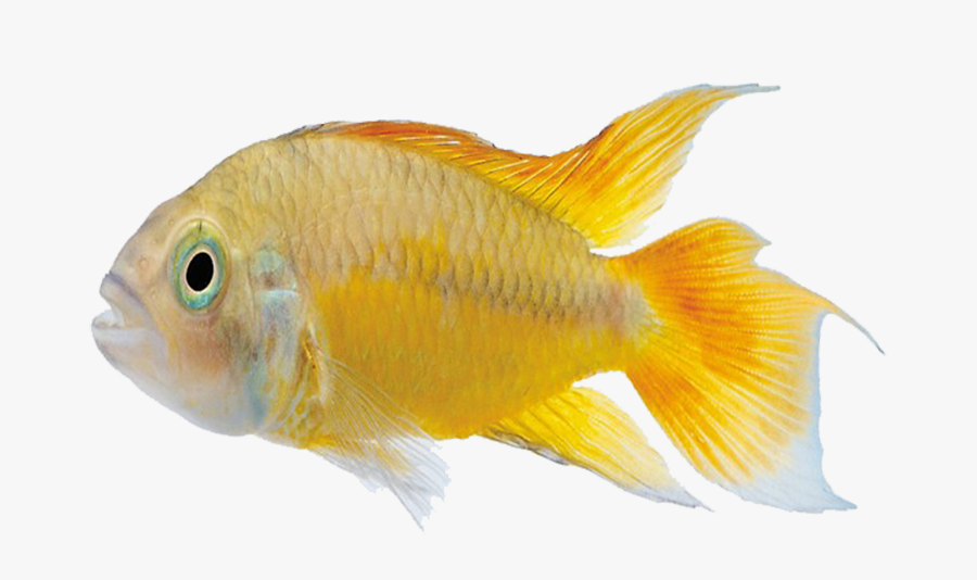 Carassius Auratus Marine Biology Tropical Fish - Pomacentridae, Transparent Clipart