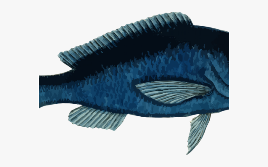 Marine Fish Clipart Seafish - Parrot Fish Clipart, Transparent Clipart