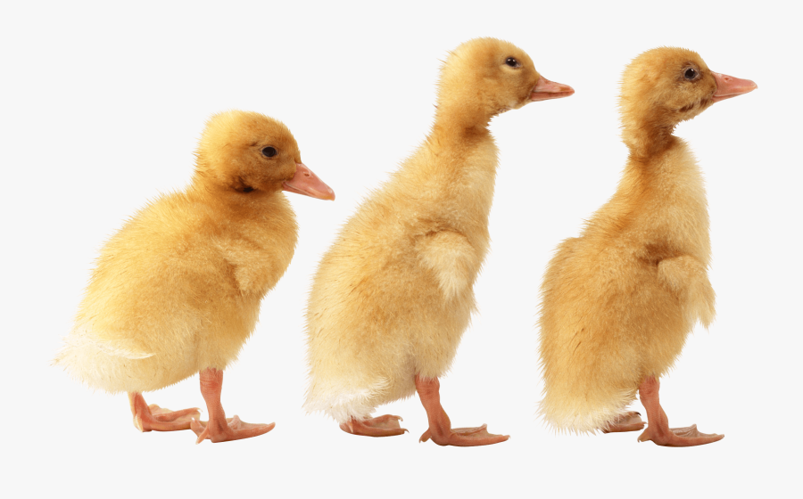Ducklings Png, Transparent Clipart