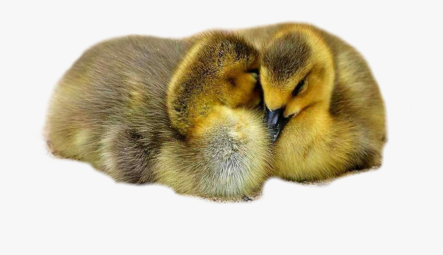 #duck #ducks #duckling #ducklings #babyducks #babyduck - Mallard, Transparent Clipart