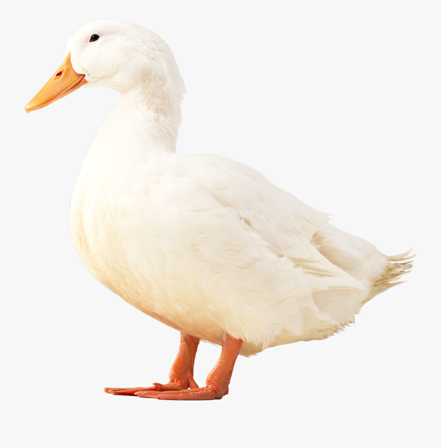 White Duck Transparent Background, Transparent Clipart