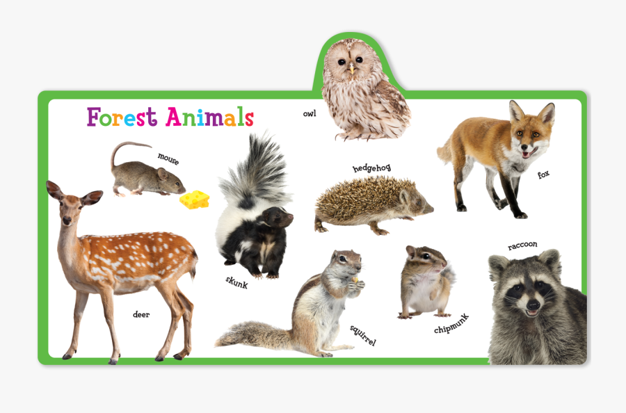Transparent Wild Animals Png - Deer, Transparent Clipart