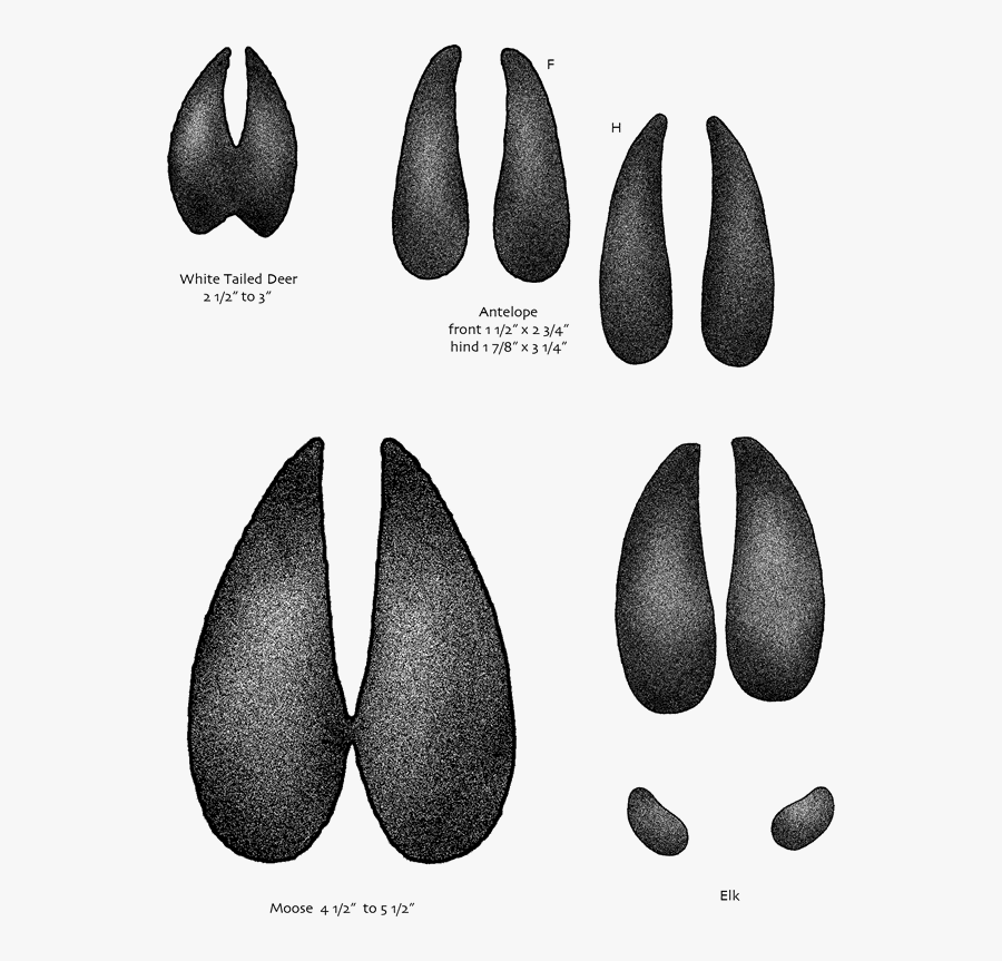 Usgs Kids Animal Tracks - Moose Animal Tracks, Transparent Clipart