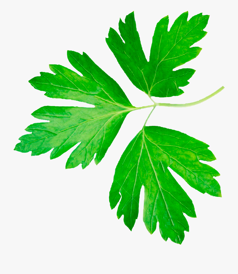 Transparent Perejil Png, Transparent Clipart