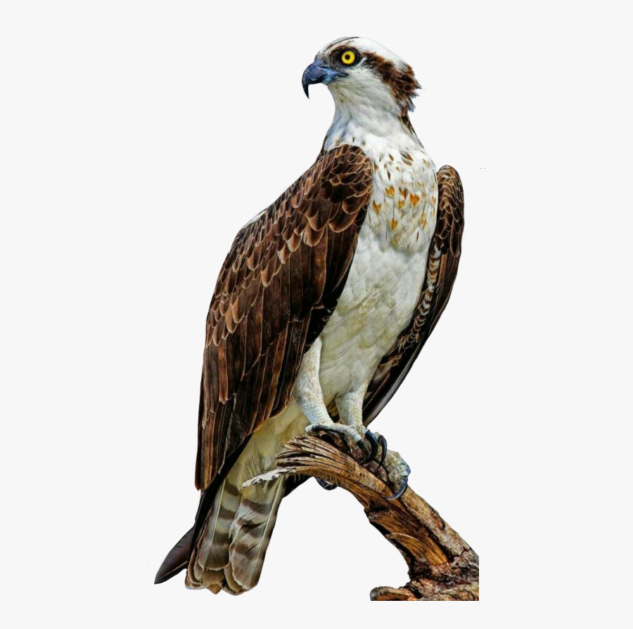 Hawk Clipart Osprey - White Head Large Bird, Transparent Clipart