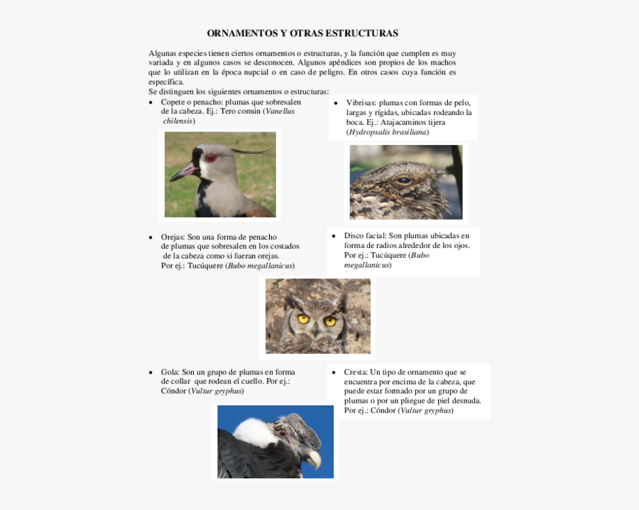 Docx - Osprey - Eastern Screech Owl, Transparent Clipart