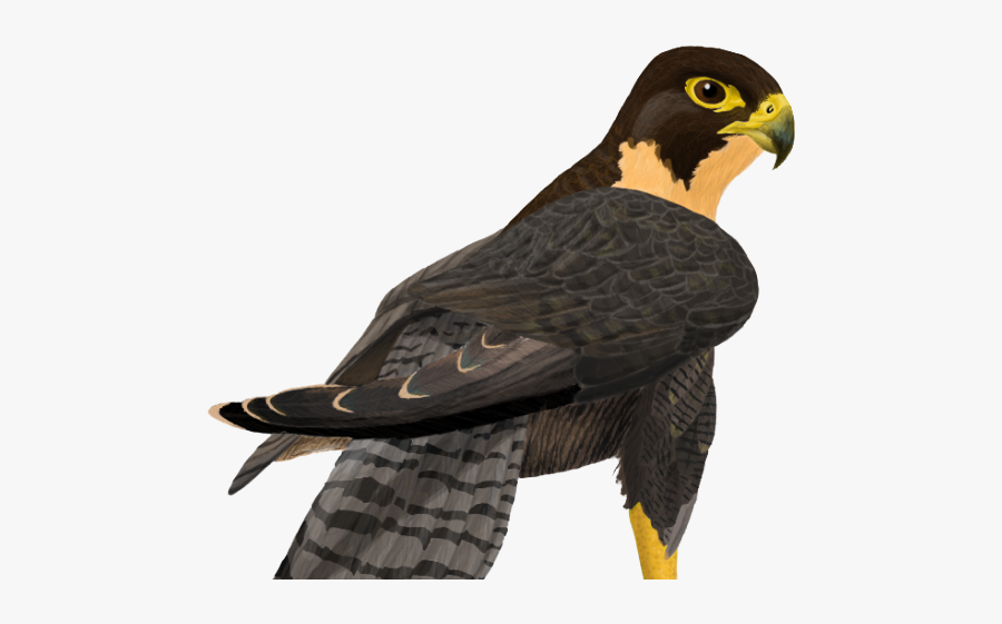 Portable Network Graphics, Transparent Clipart