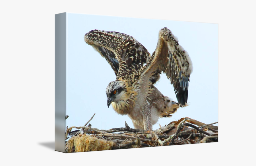 Clip Art Osprey Images - Osprey Juvenile, Transparent Clipart
