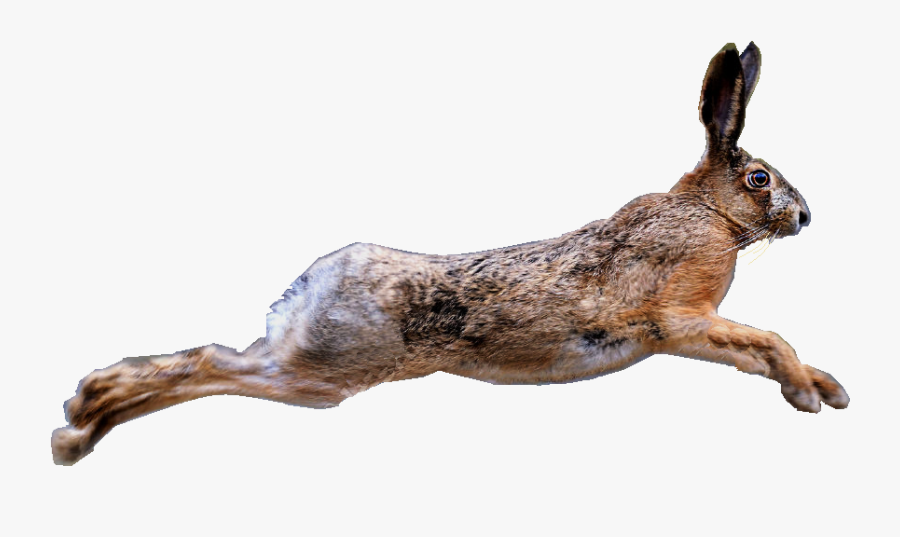 Black Tailed Jackrabbit - Lievre Png, Transparent Clipart