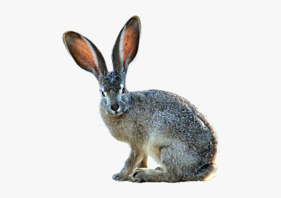 Cottontail,hare,rabbits And Hares,audubon"s Cottontail,domestic - Hare Png, Transparent Clipart