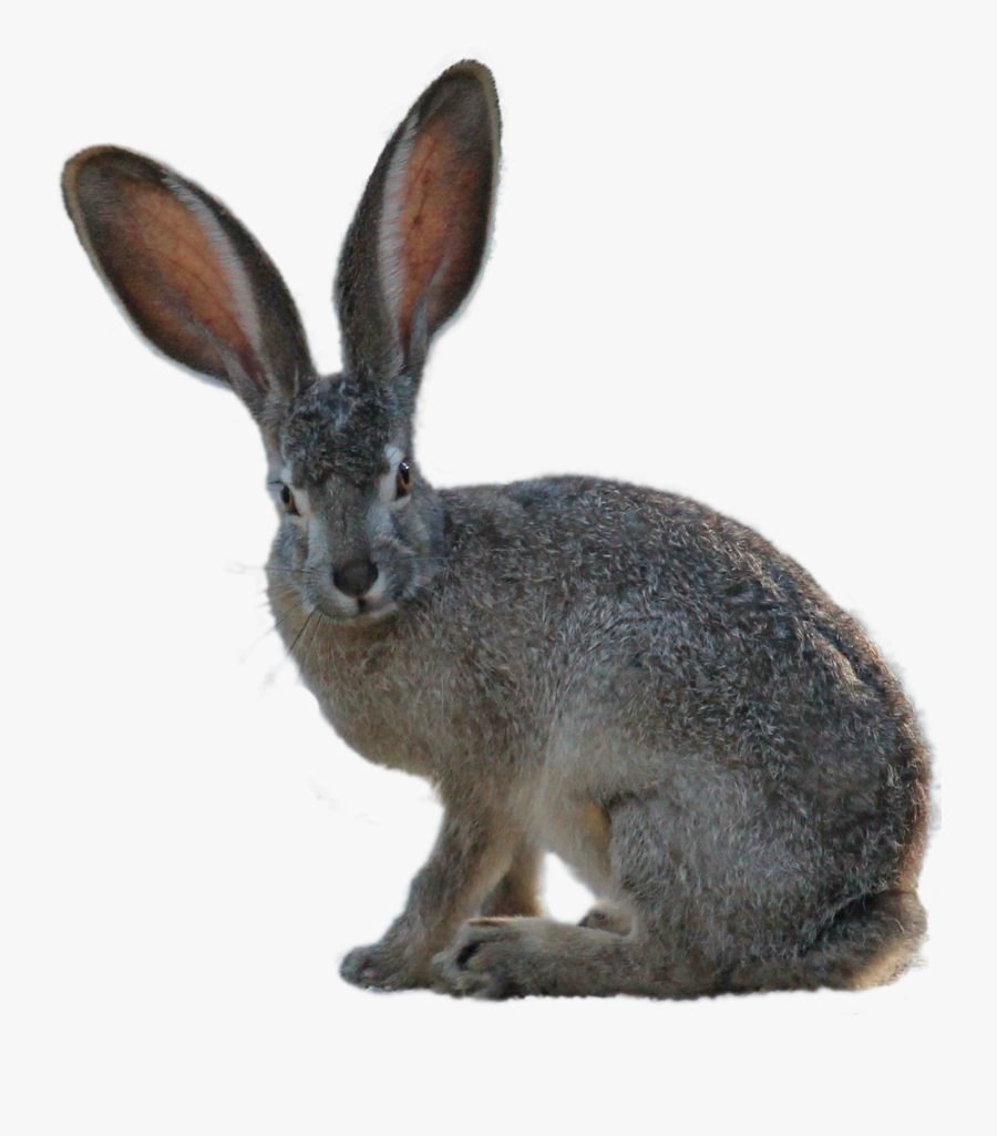Kangaroo Png Image - Long Eared Hare, Transparent Clipart