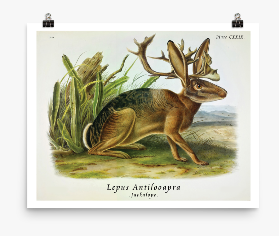 Viviparous Quadrupeds Of North America, Transparent Clipart