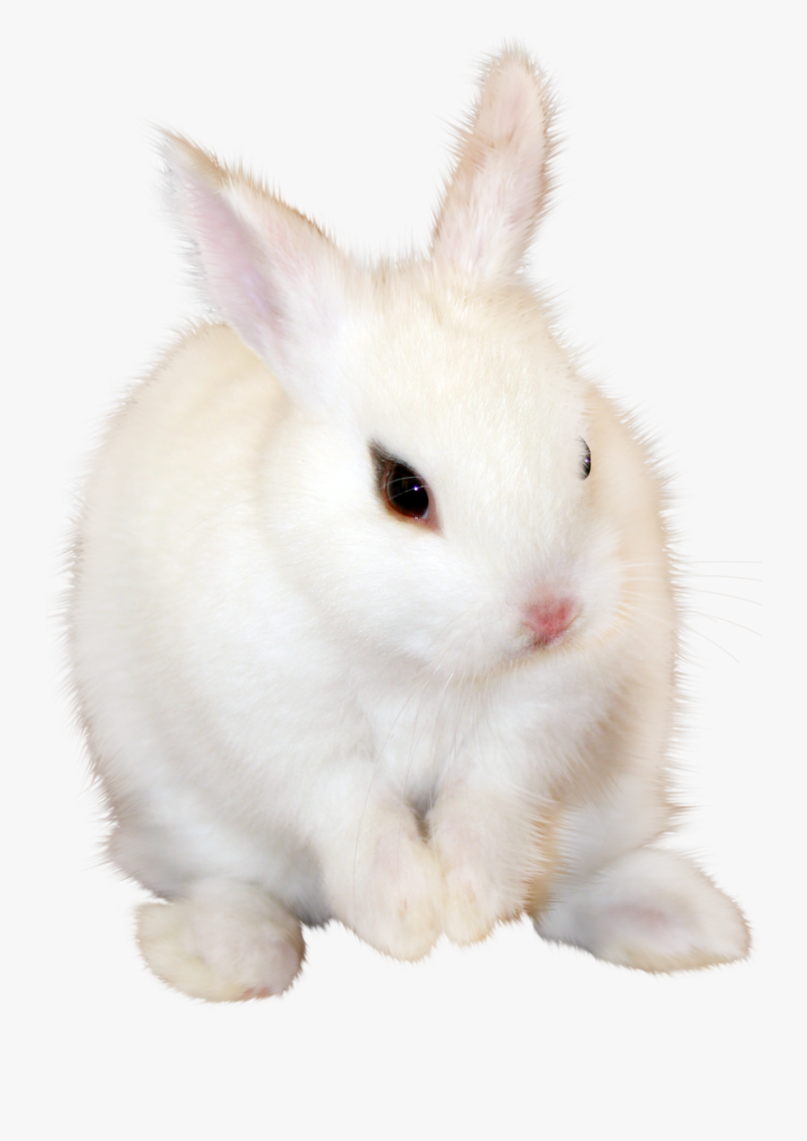 White Bunny Png, Transparent Clipart
