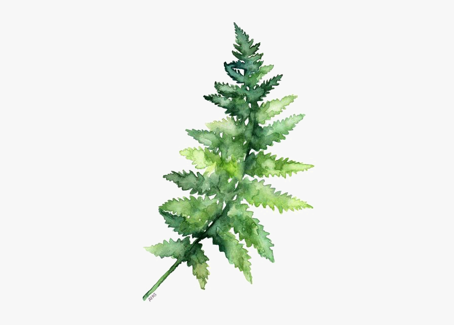 Leaves Fern Watercolor Printing Green Paper Painting - Branch With Leaves Cartoon, Transparent Clipart