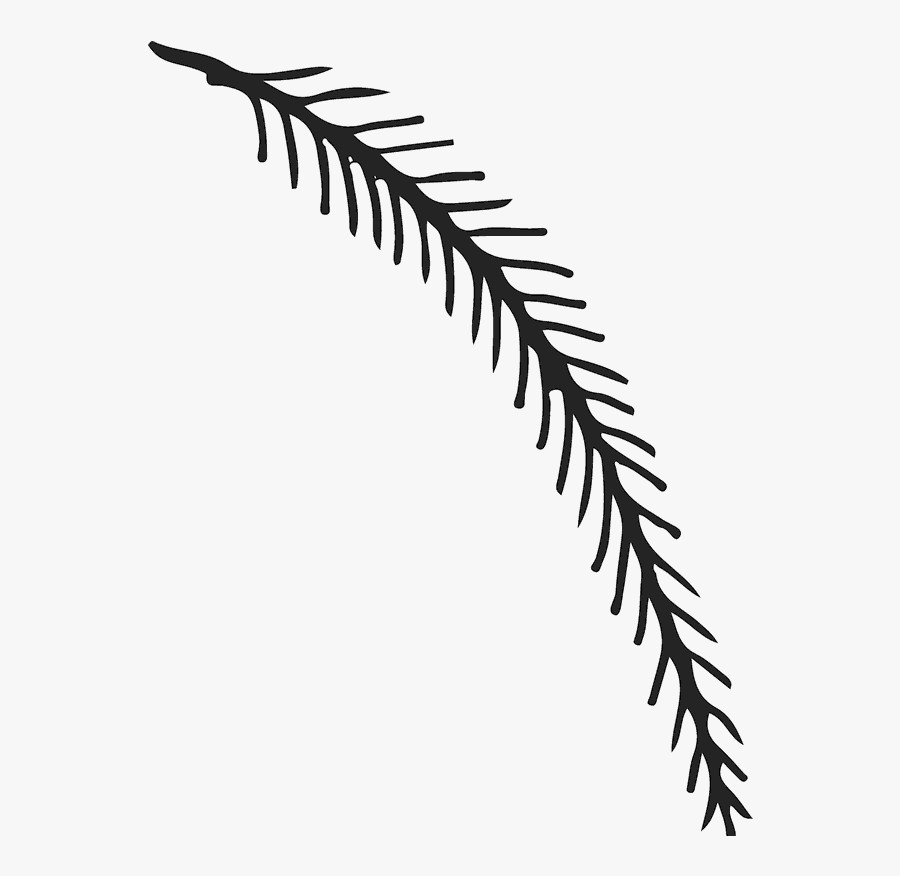 Fern, Transparent Clipart
