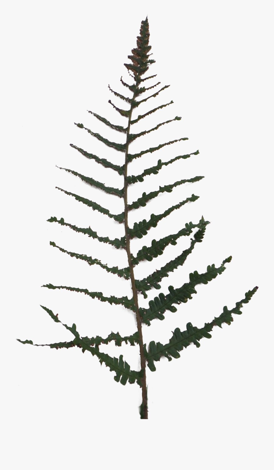 Pine, Transparent Clipart