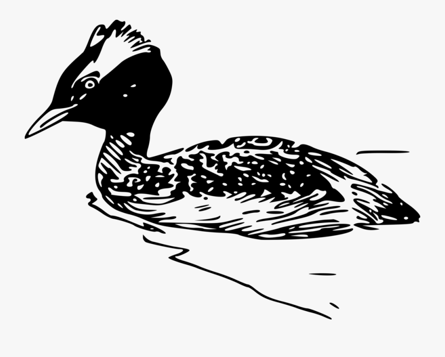 Fowl,beak,goose - Horned Grebe, Transparent Clipart