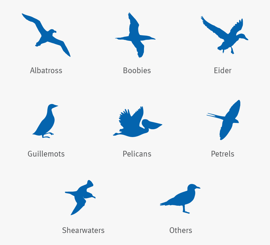 Albatross, Boobie, Eider, Guillemot, Pelican, Petrel - Swallow, Transparent Clipart