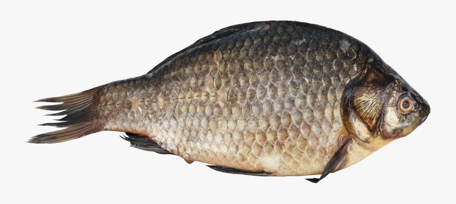 Download And Use Fish Icon Clipart, Transparent Clipart