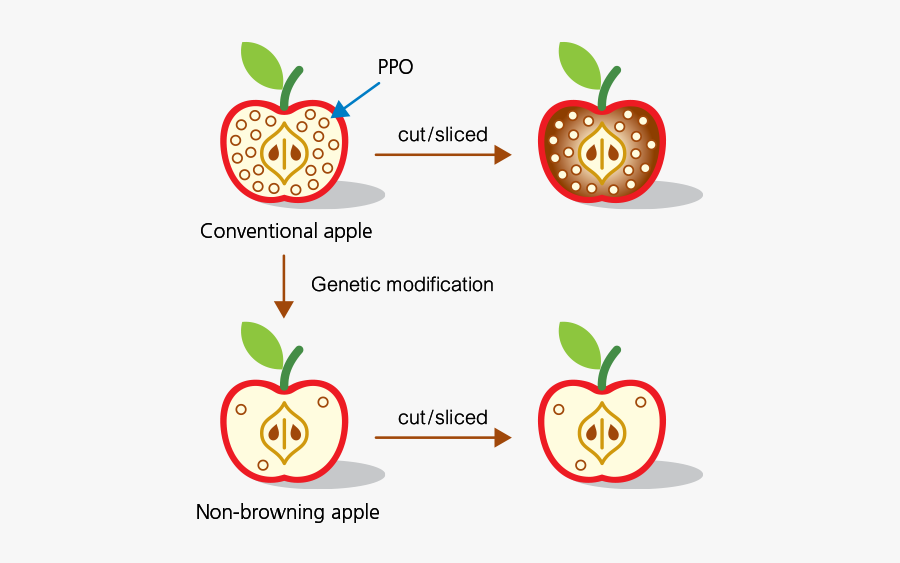Polyphenol Oxidase Food, Transparent Clipart