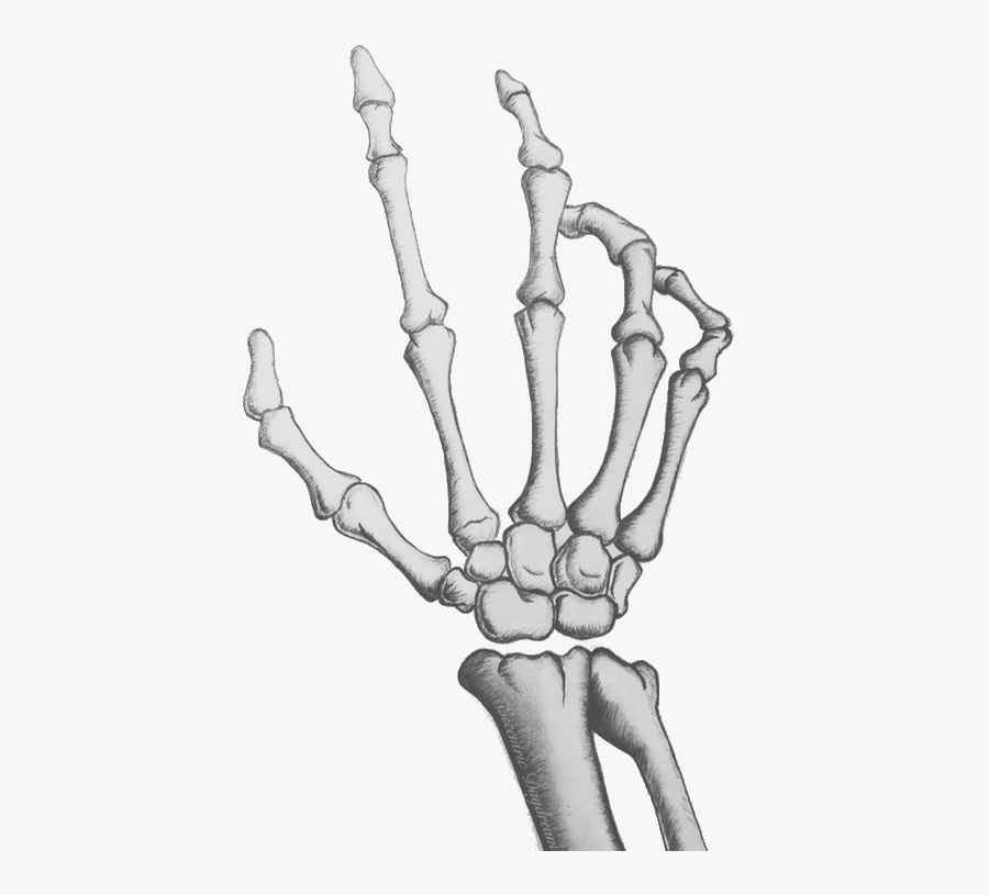 Clip Art Pop Art Pinterest M - Transparent Skeleton Hand Png, Transparent Clipart