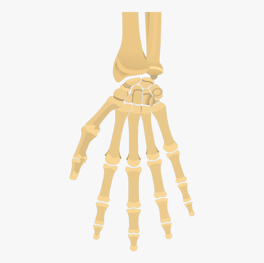 Clip Art And Wrist Bones Quiz - Wrist And Hand Bones Unlabeled, Transparent Clipart