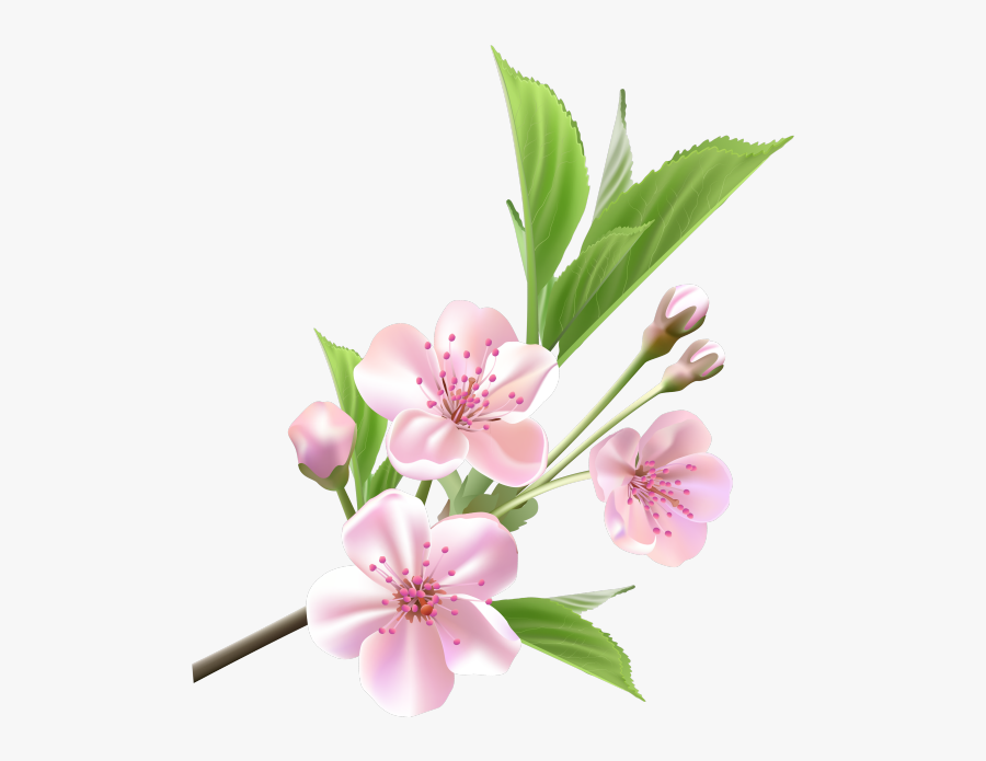 Cherry Blossom, Transparent Clipart