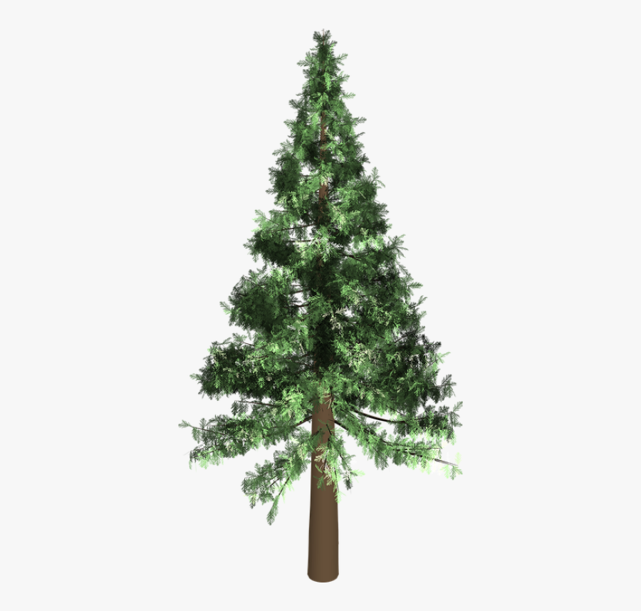 Arbol Pino Png, Transparent Clipart