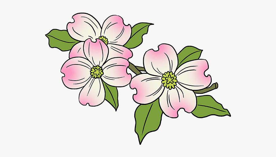 Simple Dogwood Flower Drawing, Transparent Clipart