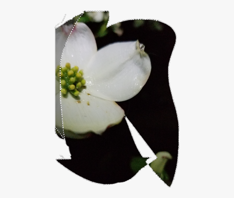 Flowering Dogwood, Transparent Clipart