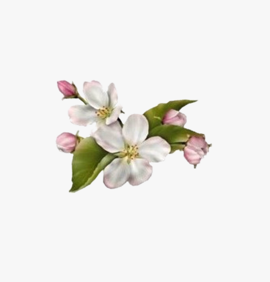 Pink Dogwood Flowers Png - Dogwood Flower No Background, Transparent Clipart