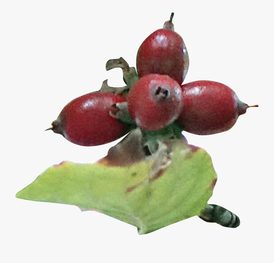 Rose Hip, Transparent Clipart