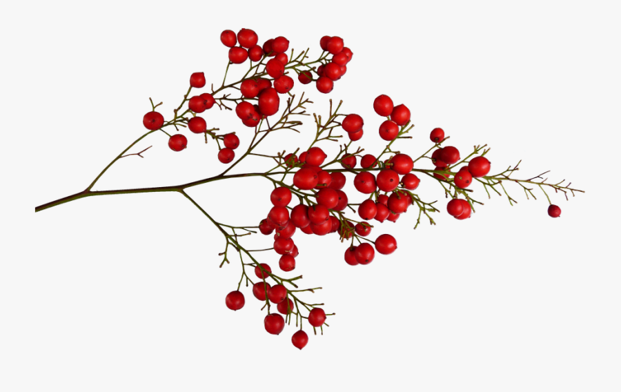 Dogwood-family - Red Berries Png, Transparent Clipart
