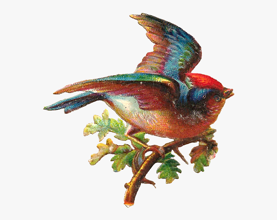 Vintage Bird - Clip Art, Transparent Clipart