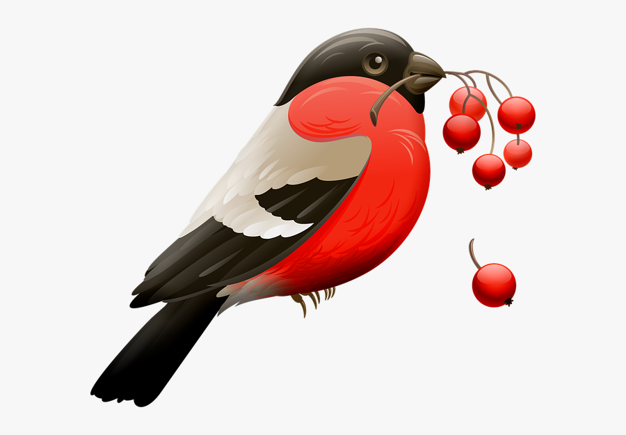 Red Robin, Berry, Red Berries, Bird, Nature, Animal - Robin Bird Face Clipart, Transparent Clipart